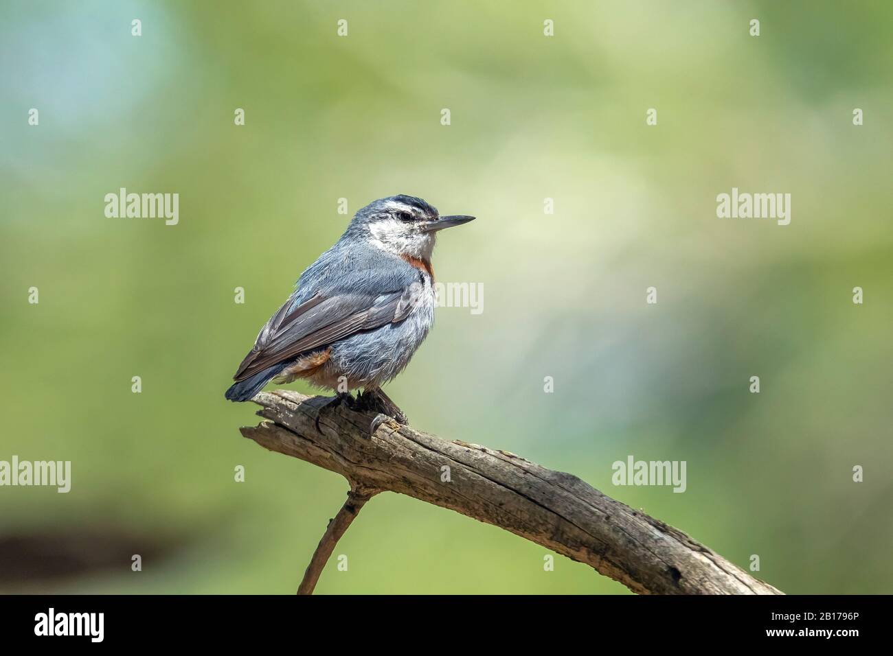 krueper's nuthatch (Sitta krueperi), male perched on his singing post, Turkey Stock Photo