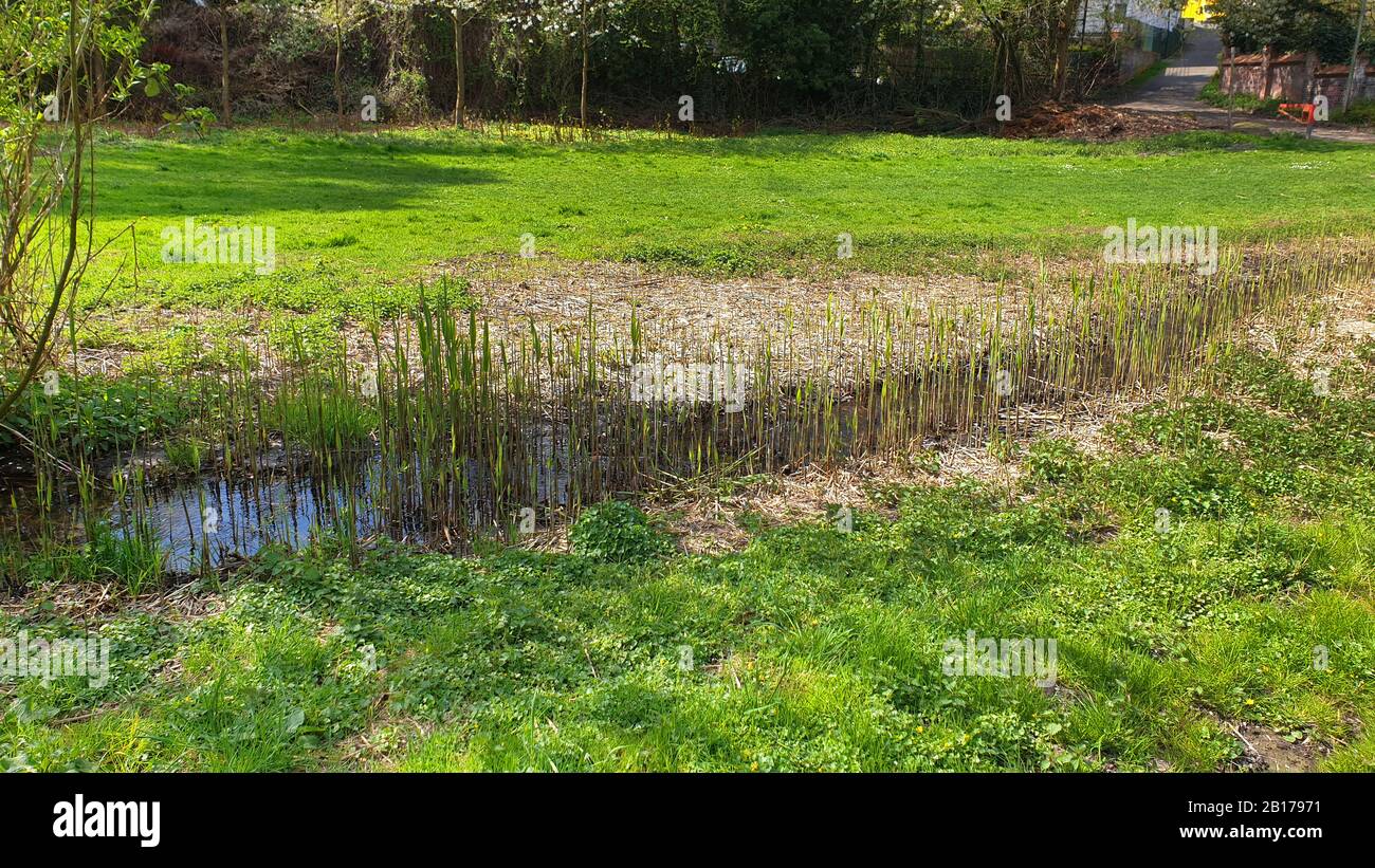 Reed meadow grass hires stock photography and images Alamy