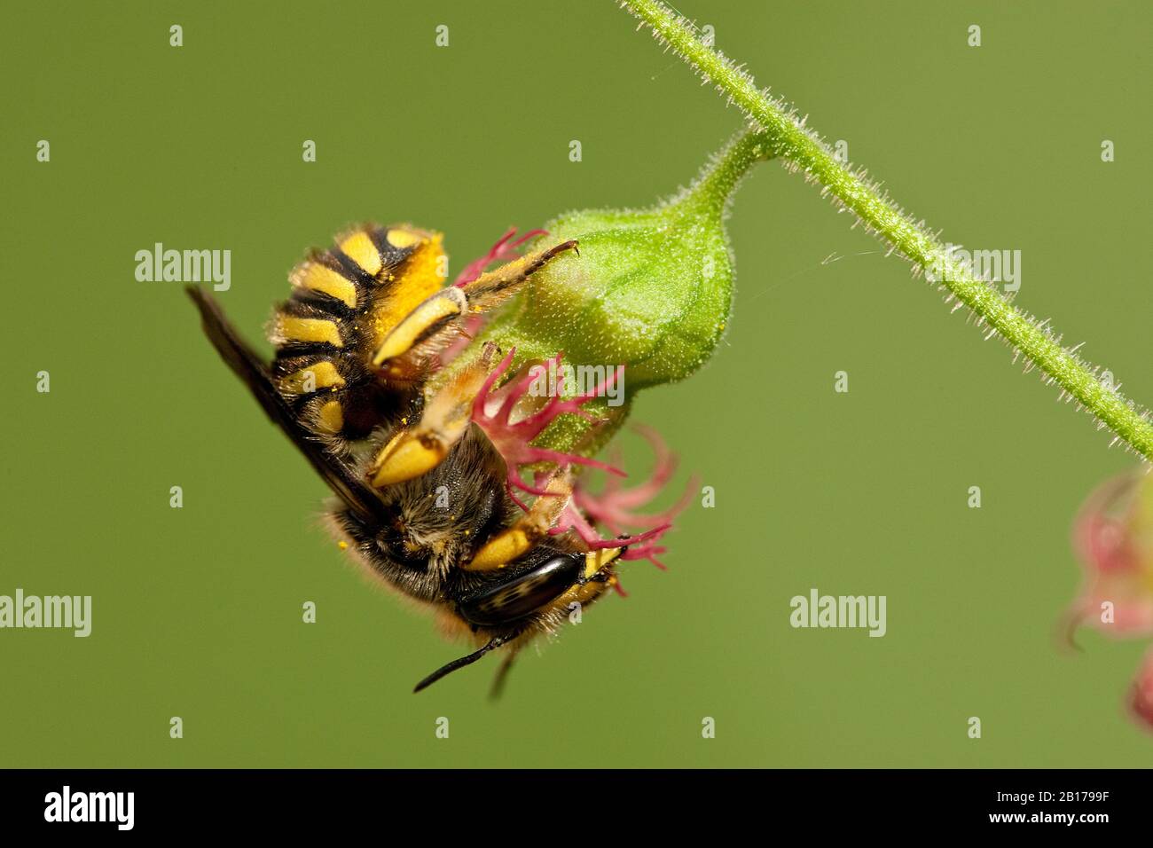 Wool carder bee (Anthidium manicatum, Anthidium maculatum), at Tellima grandiflora, Netherlands, Northern Netherlands Stock Photo
