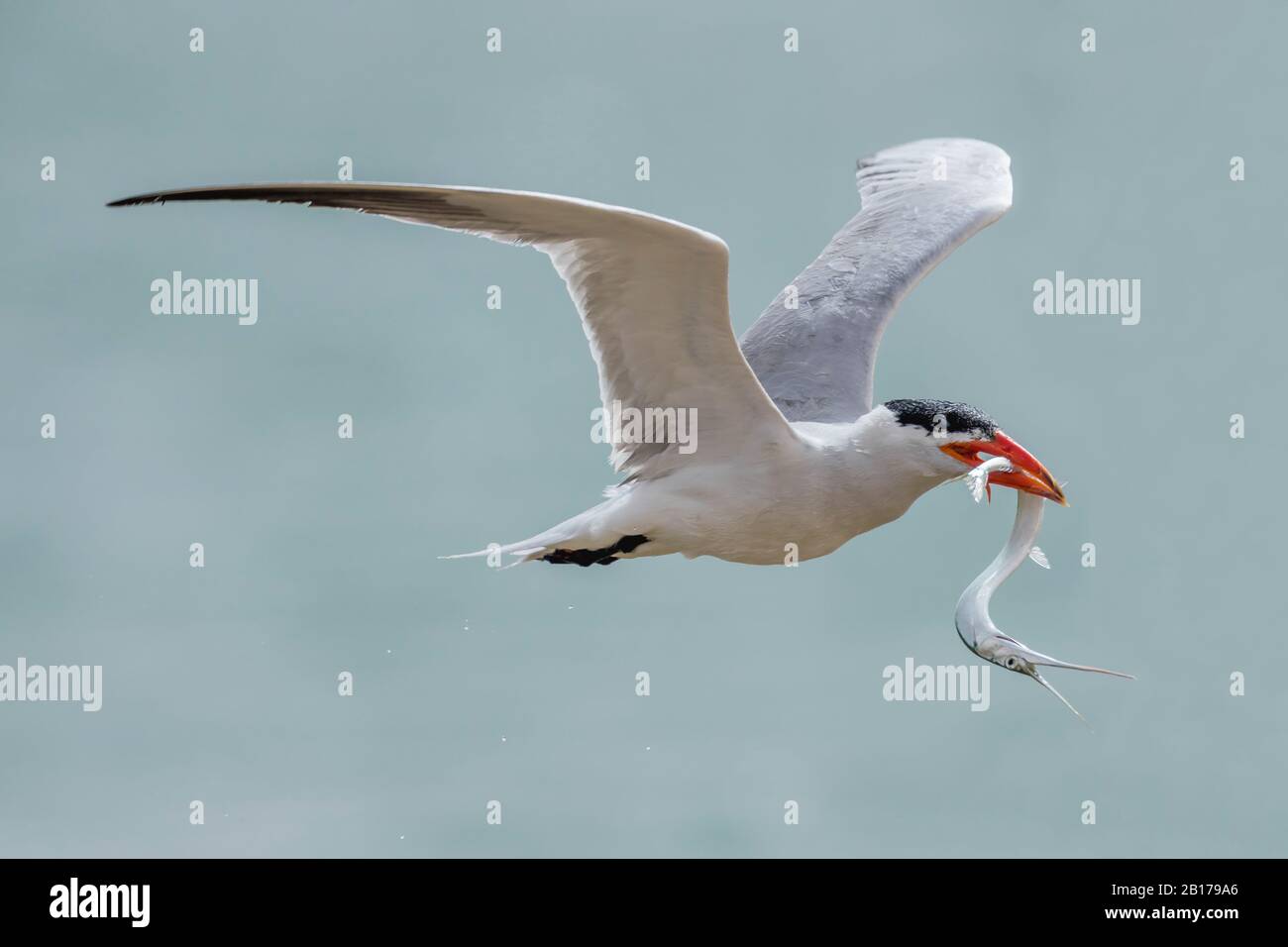 caspian tern (Hydroprogne caspia, Sterna caspia), flying with a fish over the Banc d'Arguin, Mauritania Stock Photo