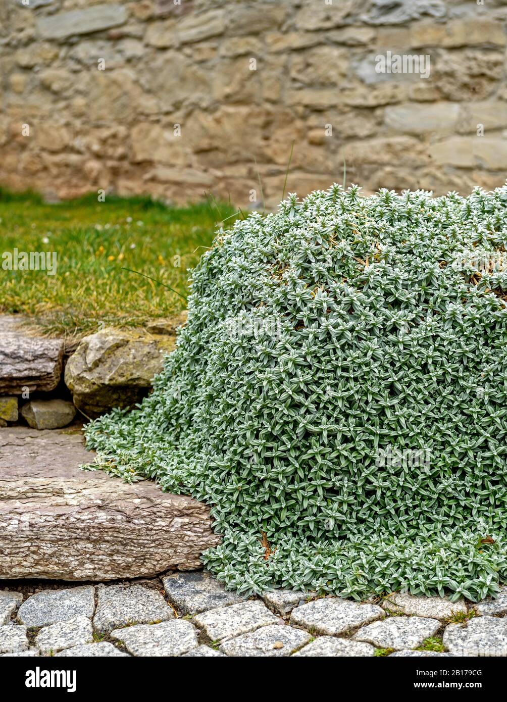 Dusty miller, Snow-in-Summer, Snow in Summer (Cerastium tomentosum), on a wall, Germany Stock Photo