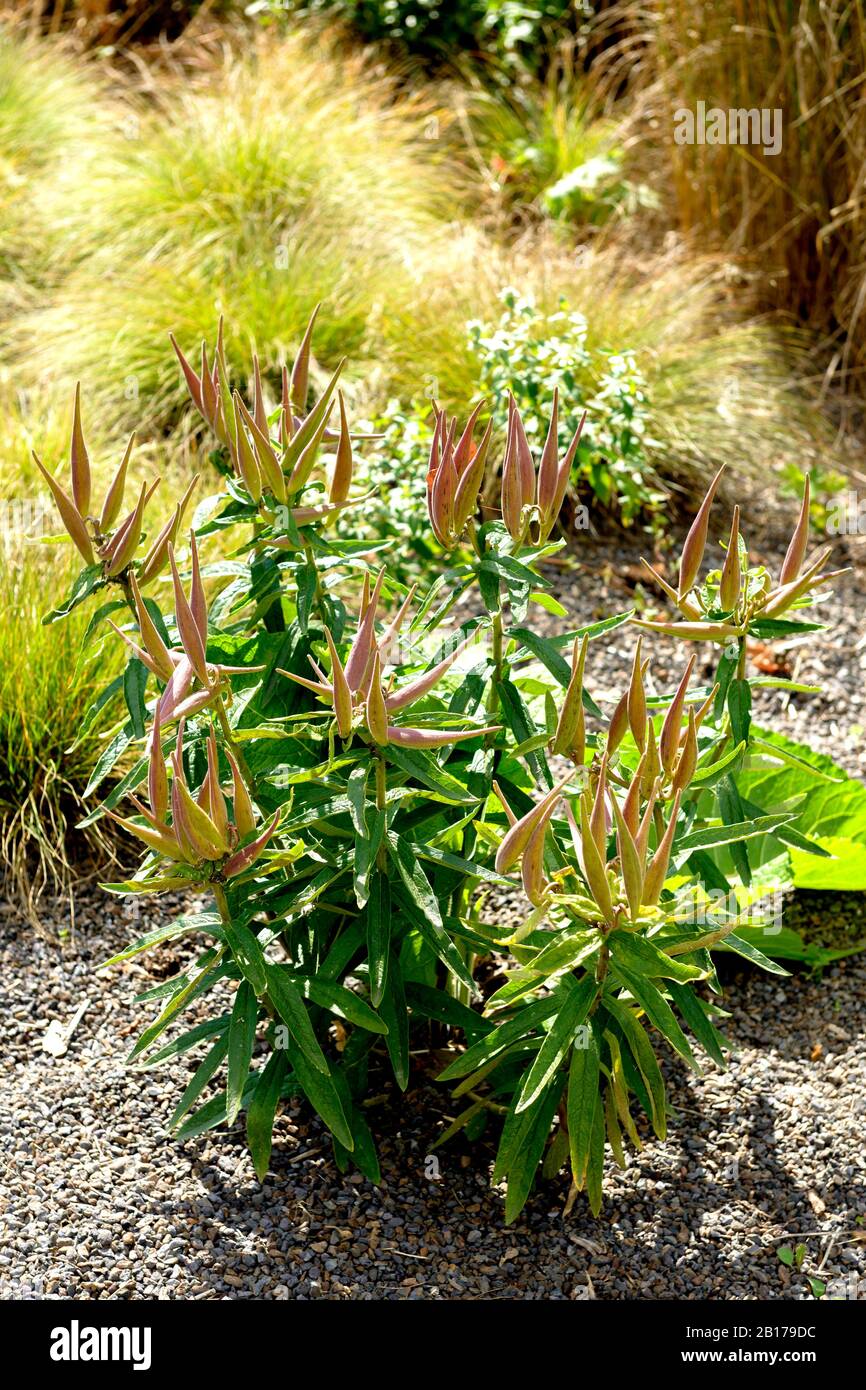 Butterfly-weed, Butterfly milkweed, Pleurisy root (Asclepias tuberosa), fruiting, Germany, EGA-Park Stock Photo