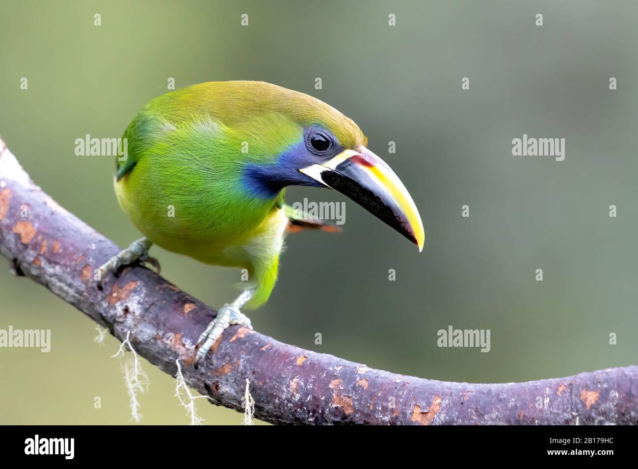 A Blue-throated toucanet (Aulacorhynchus caeruleogularis) in the Talamanca mountains of Costa Rica. This toucan nests in old woodpecker holes. Stock Photo