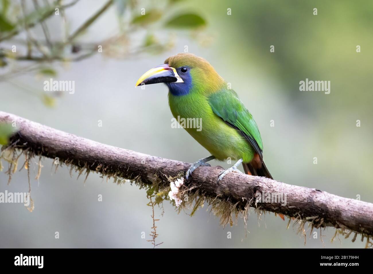 A Blue-throated toucanet (Aulacorhynchus caeruleogularis) in the Talamanca mountains of Costa Rica. This toucan nests in old woodpecker holes. Stock Photo