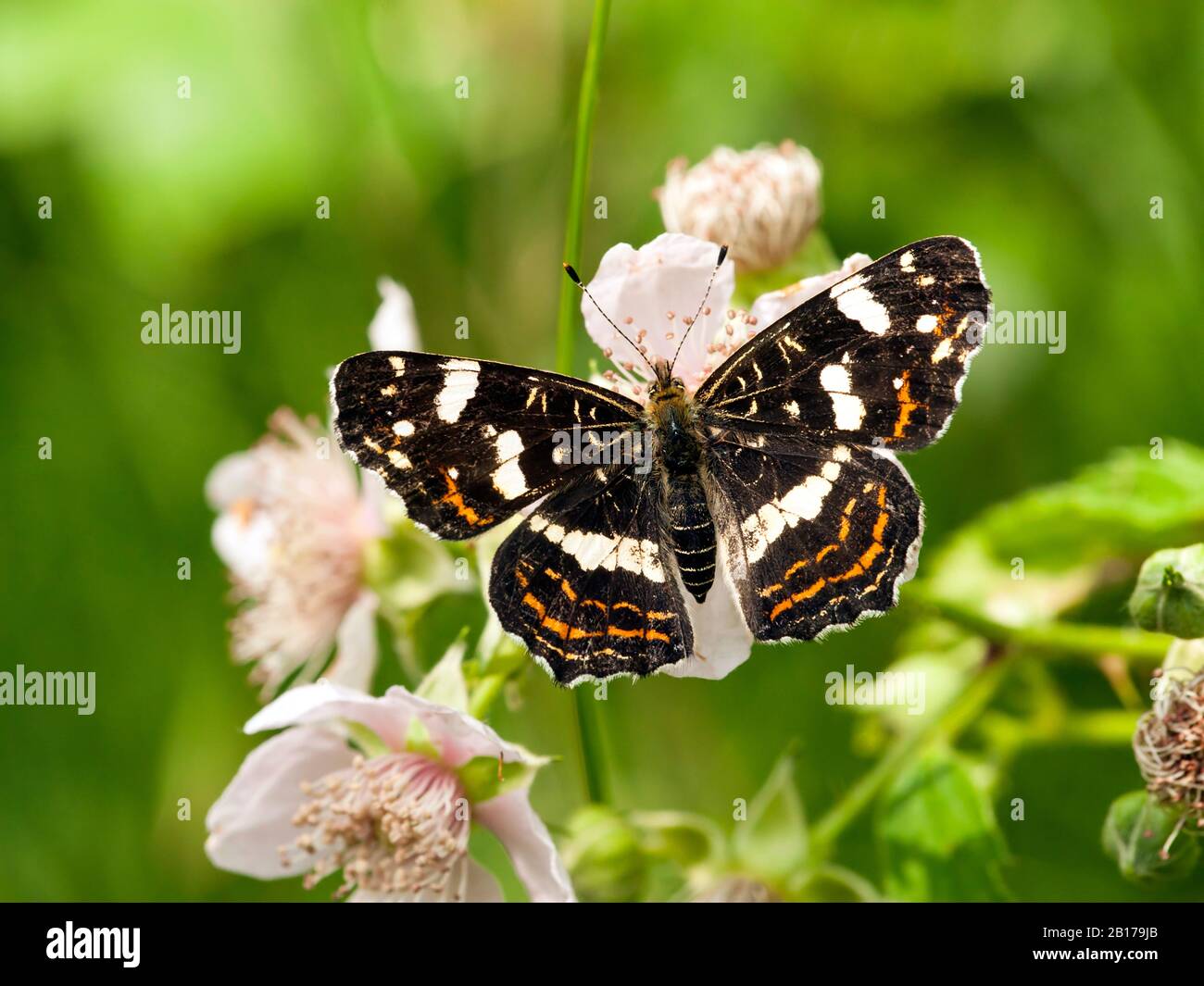 map butterfly, summer form (Araschnia levana f. prorsa), lateral view, Netherlands, Frisia Stock Photo