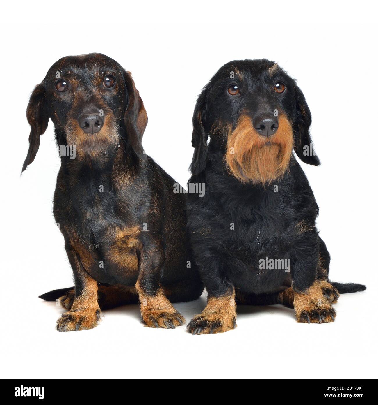 Wire-haired Dachshund, Wire-haired sausage dog, domestic dog (Canis lupus  f. familiaris), two female wire-haired dachshunds sitting side by side,  front view Stock Photo - Alamy