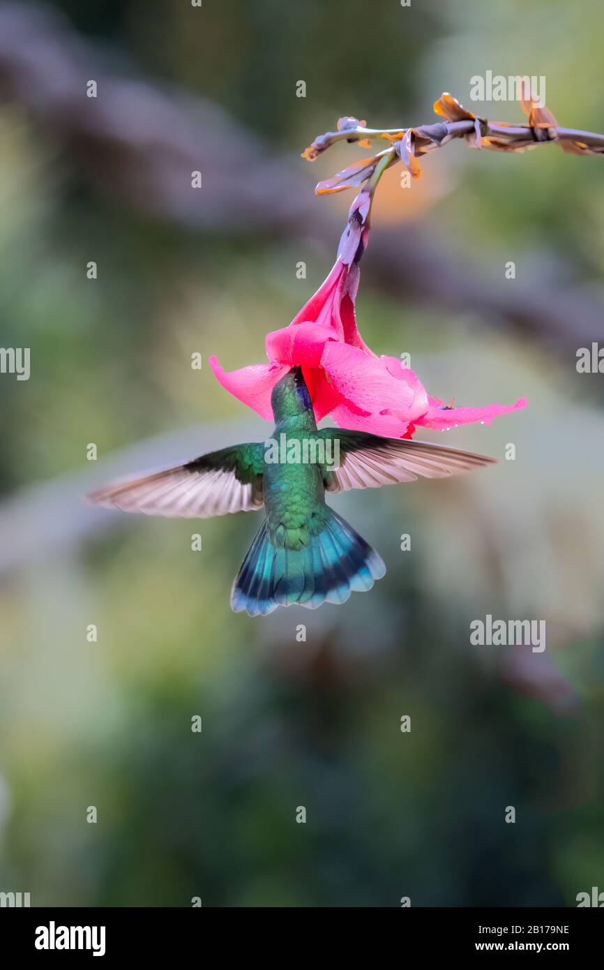 A Lesser Violetear (Colibri cyanotus) forages for nectar in the cloud forest of San Gerardo de Dota, Costa Rica. Stock Photo