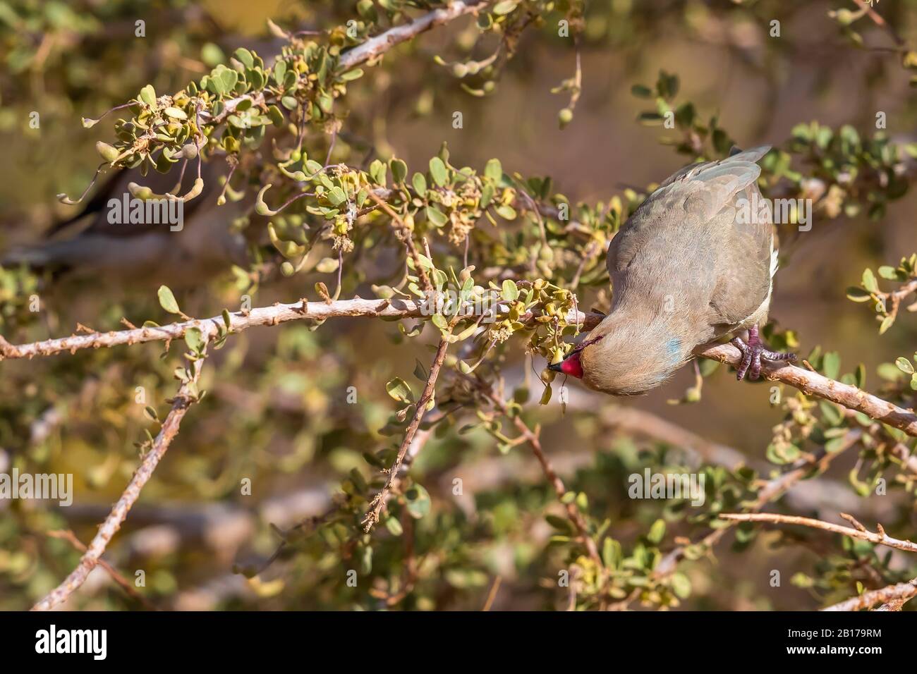 blue-naped mousebird (Urocolius macrourus), perches eating on a branch, Mauritania, Toujouonine Stock Photo