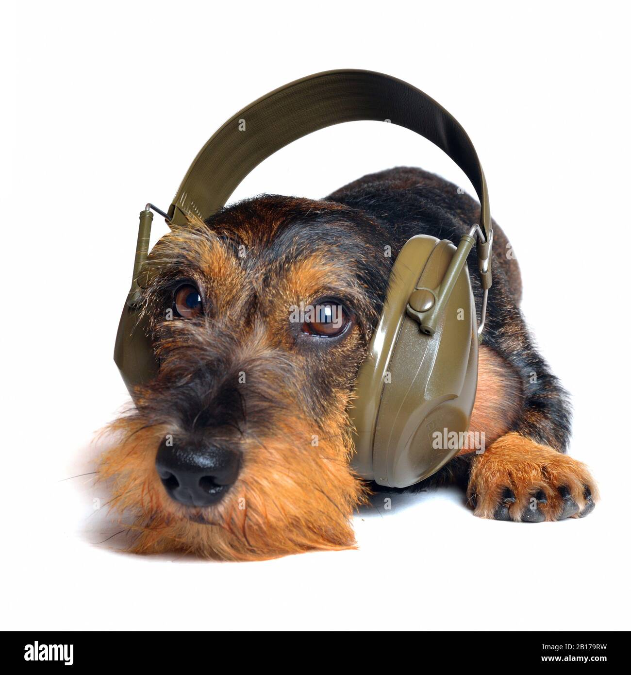 Are Dachshunds Protective