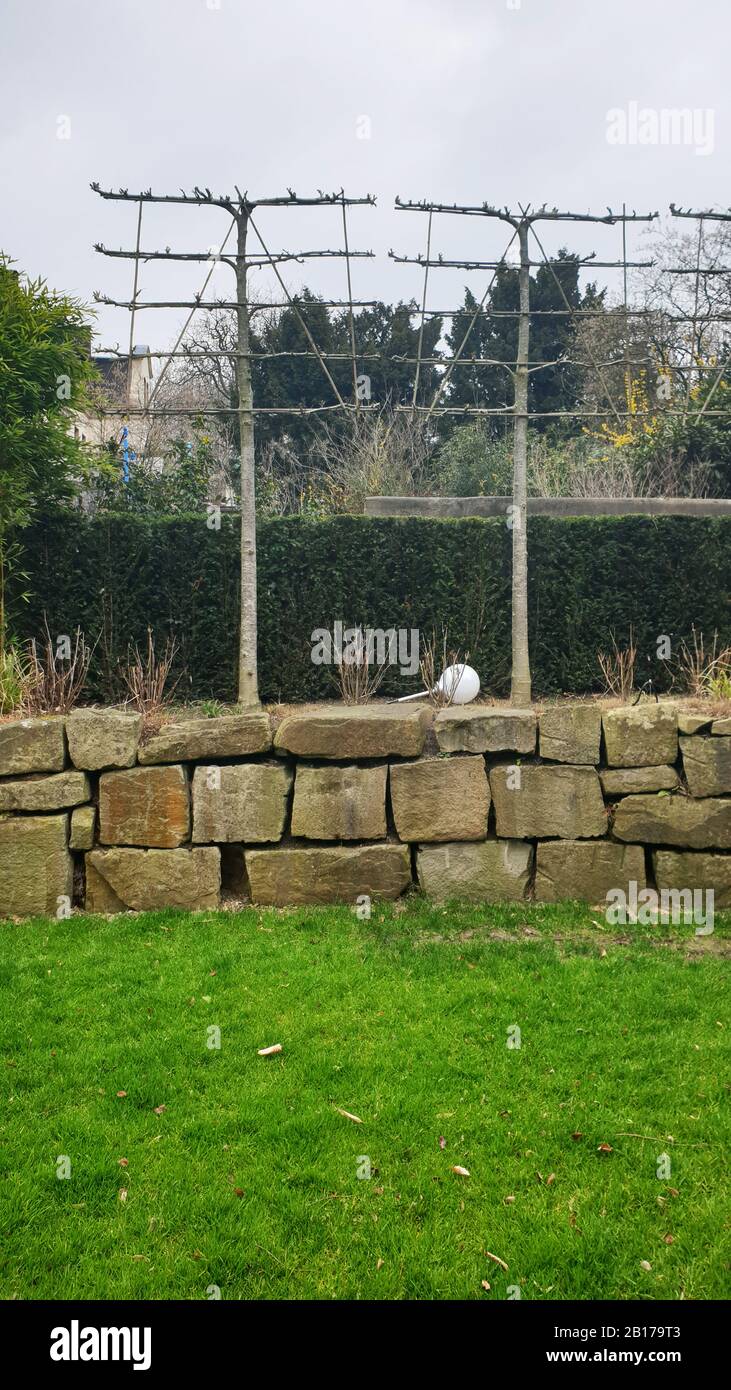 apple tree (Malus domestica), espalier fruit trees in a garden with