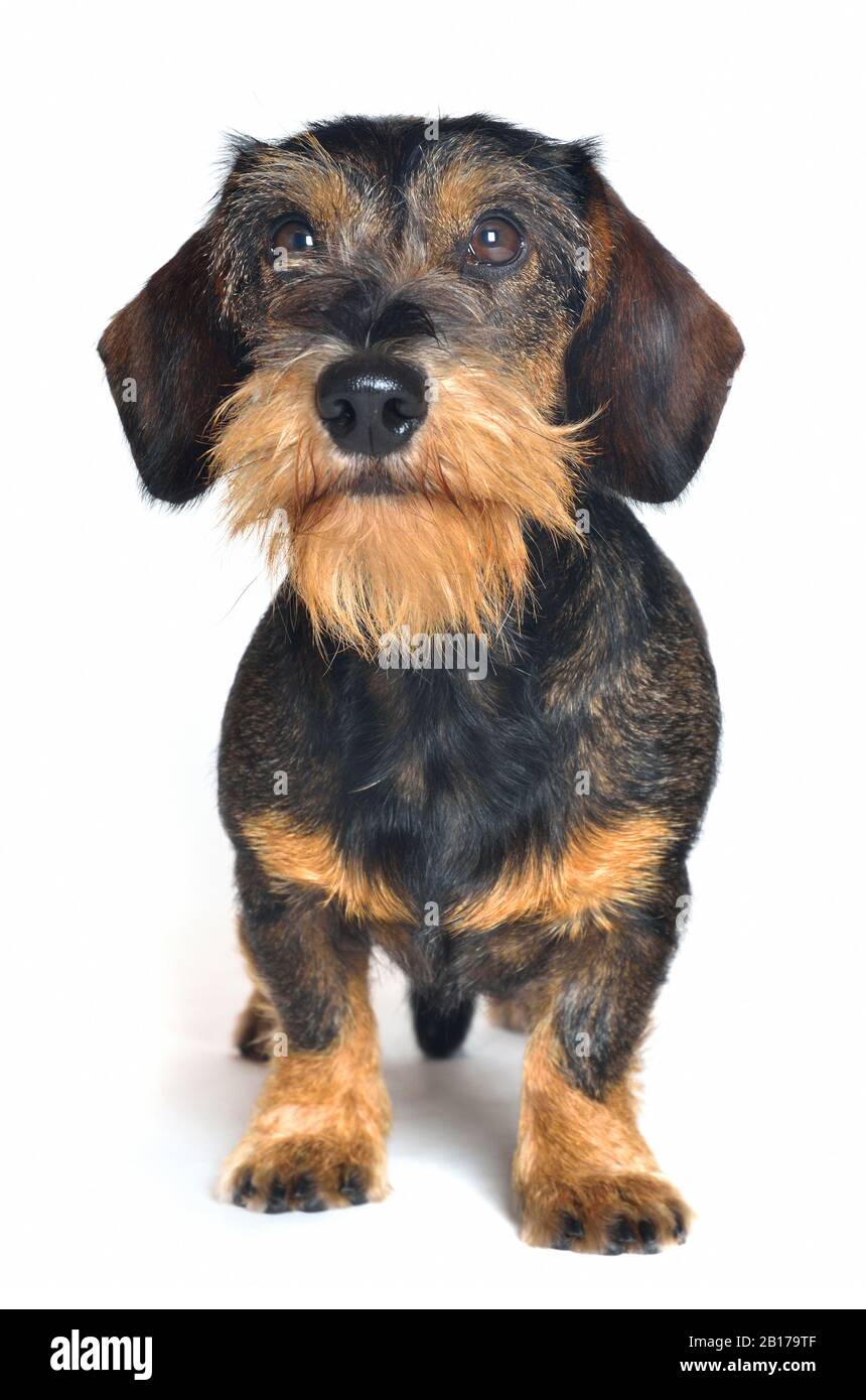 Wire-haired Dachshund, Wire-haired sausage dog, domestic dog (Canis lupus f. familiaris), standing male wire-haired dachshund, front view Stock Photo
