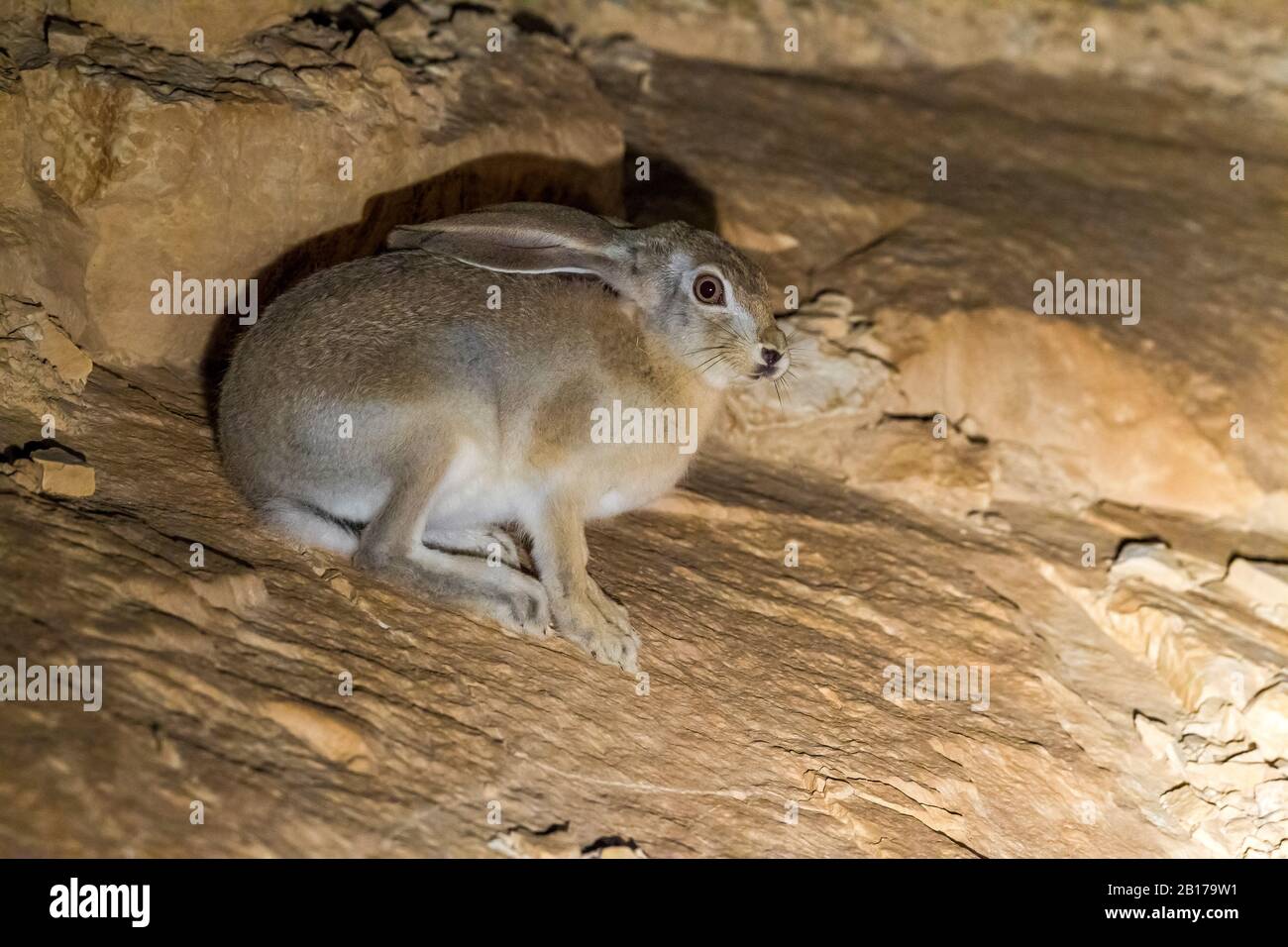 Desert hare, cape hare (Lepus capensis sinaiticus, Lepus sinaiticus), sitting in a cave, side view, Israel Stock Photo