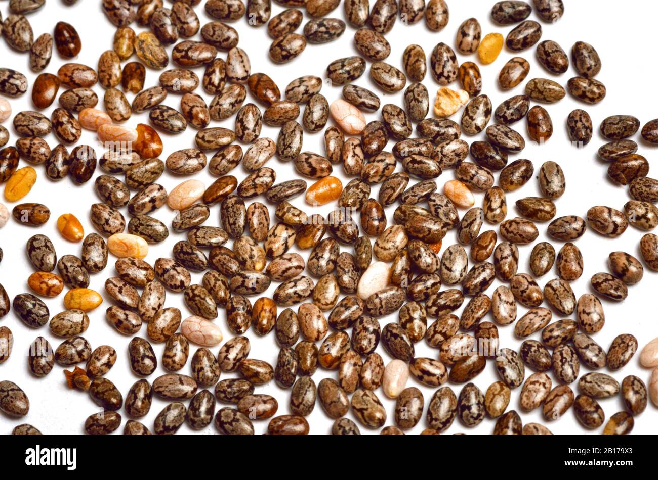 Chia Plant High Resolution Stock Photography and Images Alamy