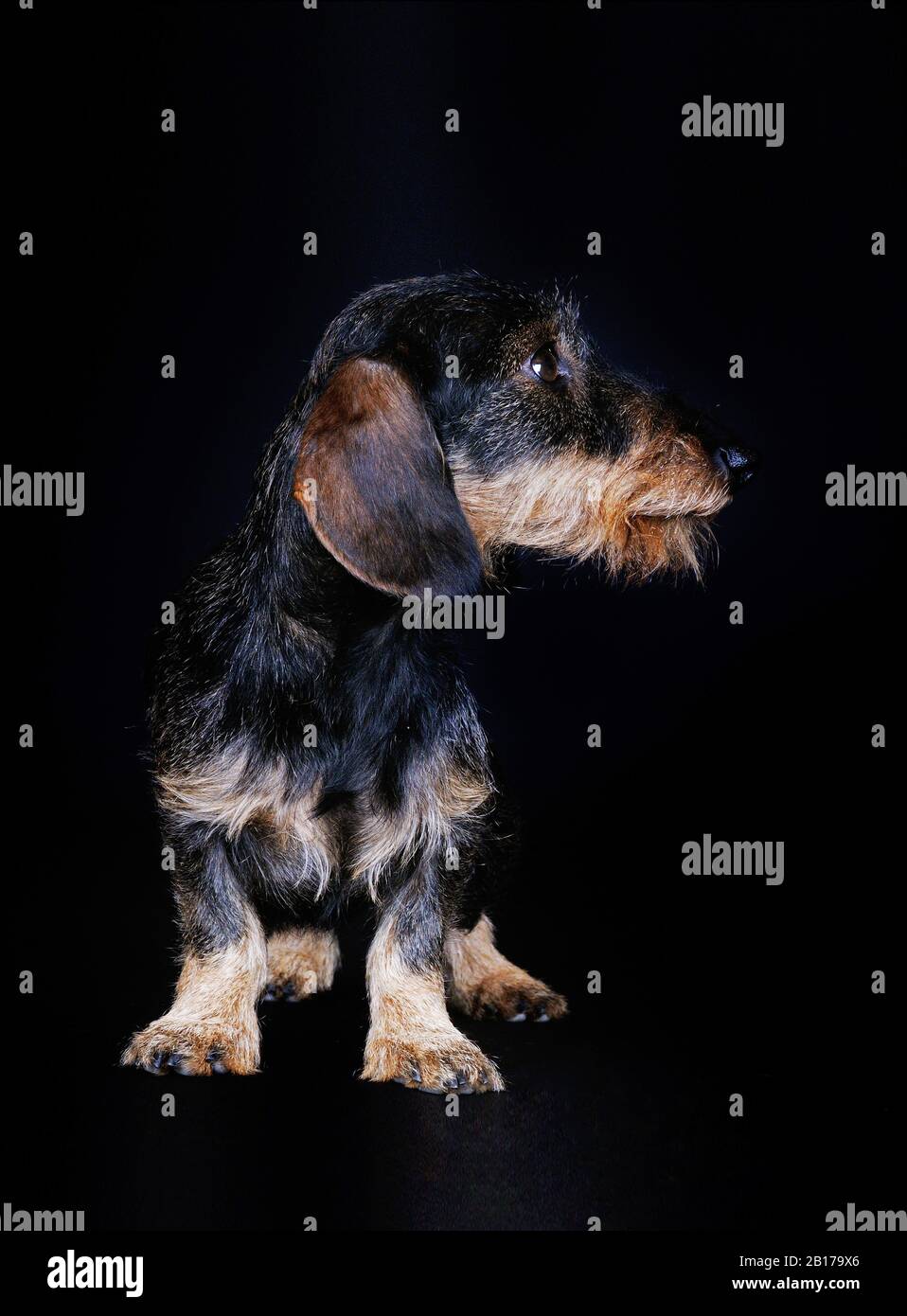 Wire-haired Dachshund, Wire-haired sausage dog, domestic dog (Canis lupus f. familiaris), standing male dog in front of black background, side glance Stock Photo