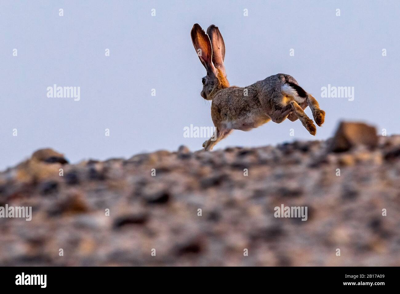 Desert hare, cape hare (Lepus capensis sinaiticus, Lepus sinaiticus), jumping, Israel Stock Photo