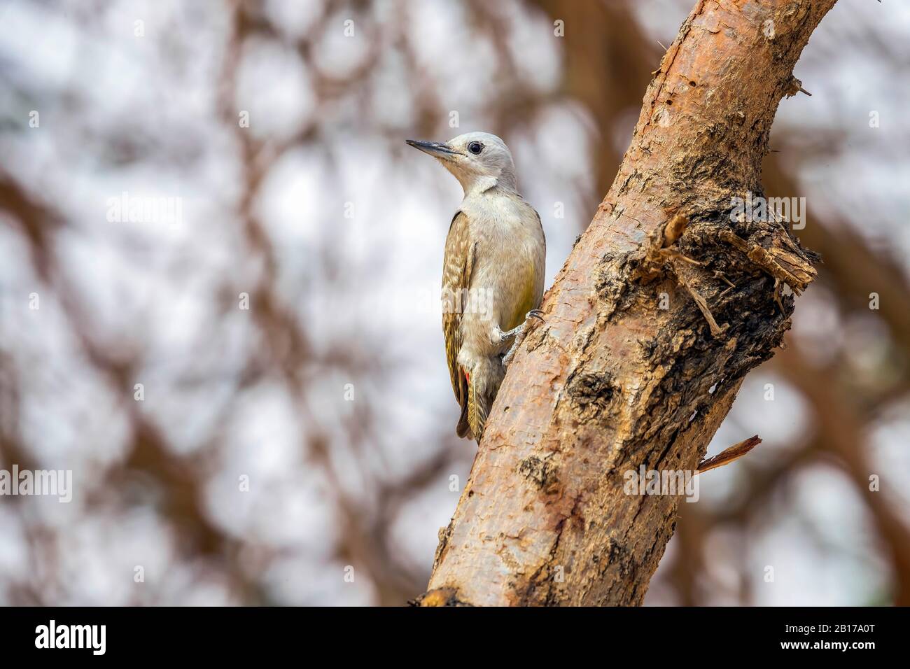 African Grey Woodpecker (Mesopicos goertae goertae), female perched on a tree, Mauritania, Adar Stock Photo