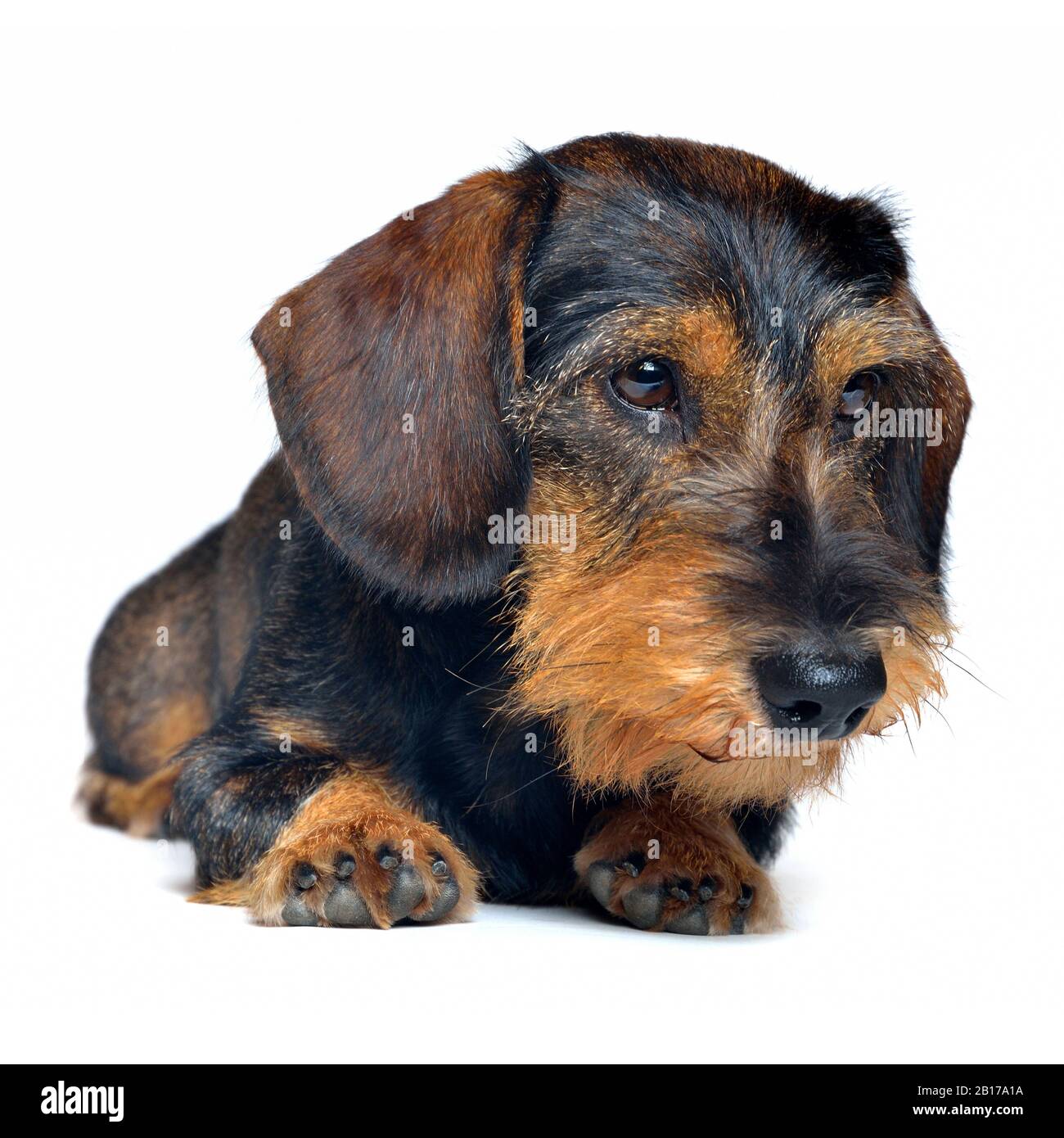Wire-haired Dachshund, Wire-haired sausage dog, domestic dog (Canis lupus f. familiaris), lying male wire-haired dachshund, front view Stock Photo