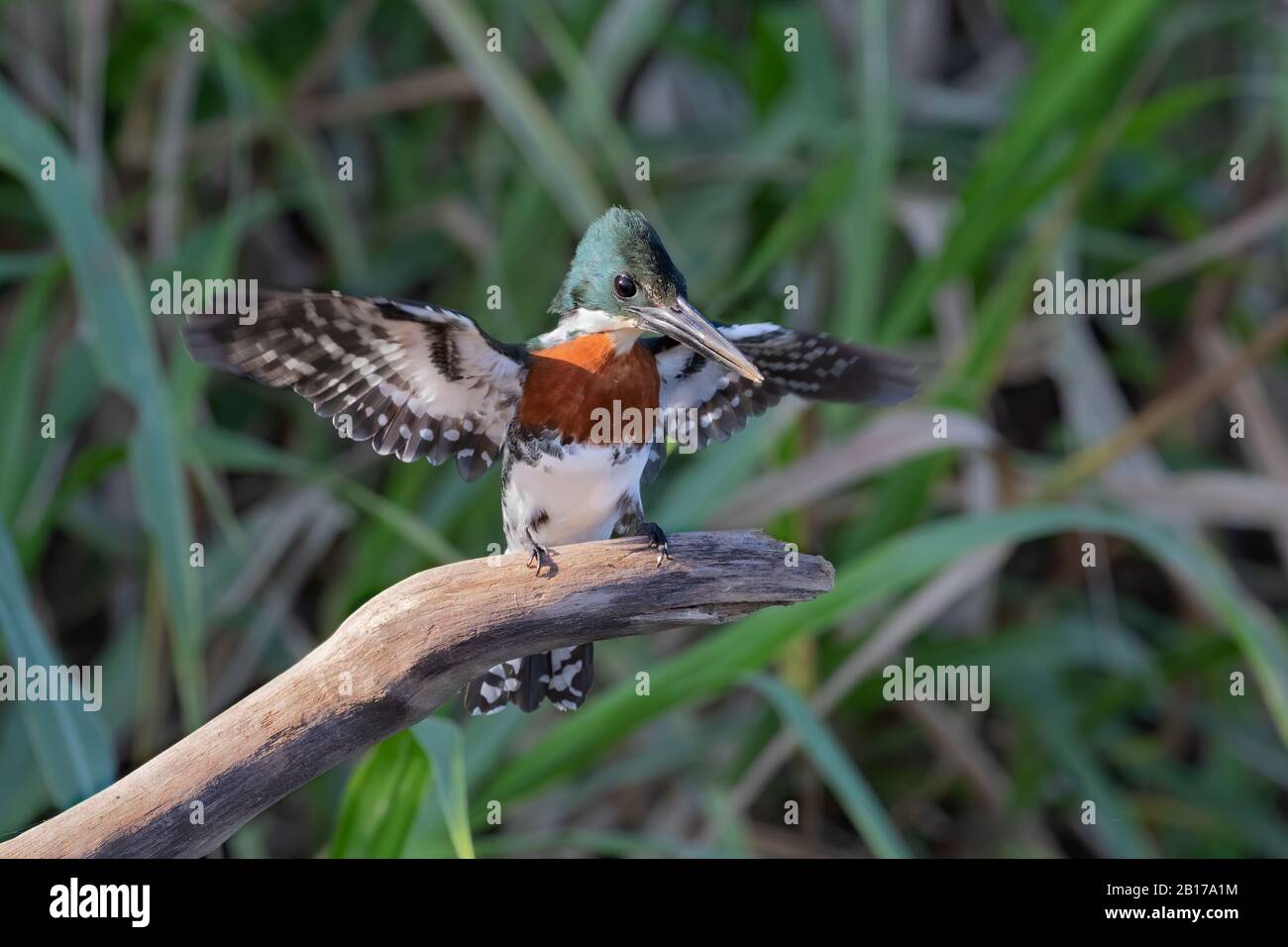 A male Amazon Kingfisher (Chloroceryle amazona) stretches his wings ...