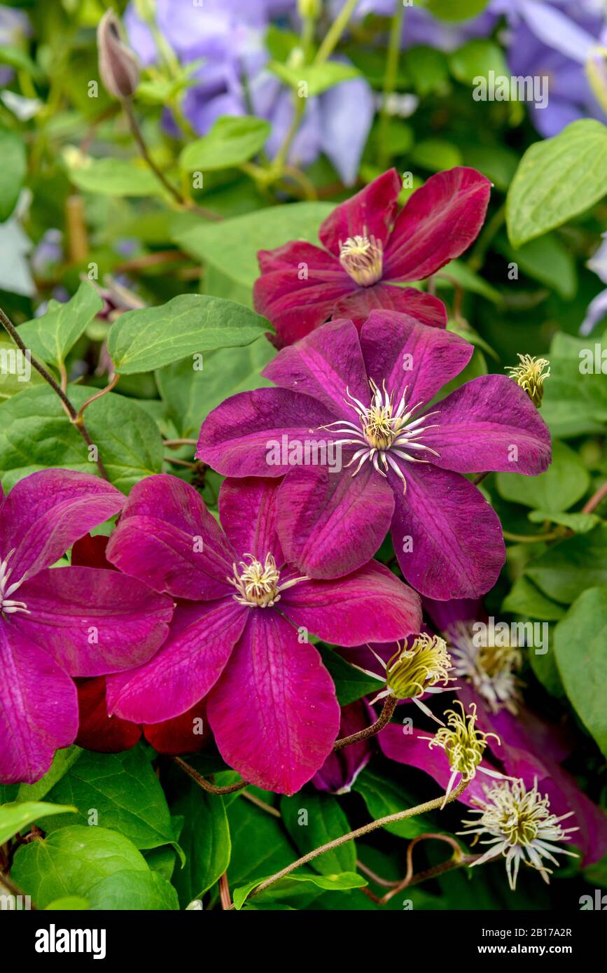 clematis, virgins-bower (Clematis 'Rouge Cardinal', Clematis Rouge Cardinal), cultivar Rouge Cardinal Stock Photo