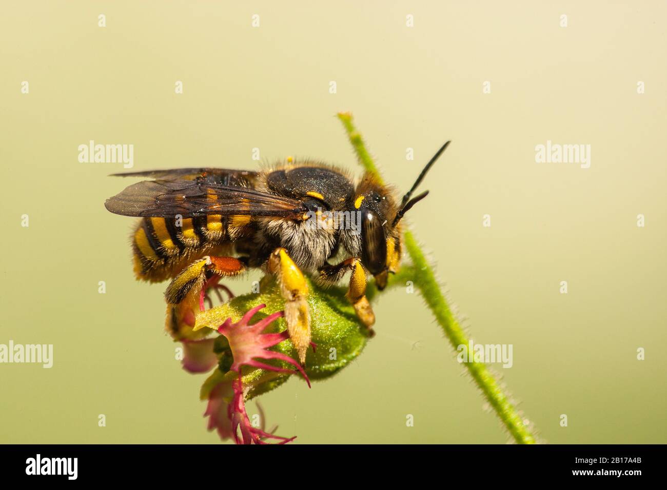 Wool carder bee (Anthidium manicatum, Anthidium maculatum), at Tellima grandiflora, Netherlands, Northern Netherlands Stock Photo