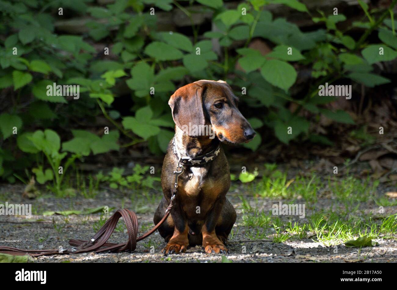 Wire-haired Dachshund, Wire-haired sausage dog, domestic dog (Canis lupus f. familiaris), sitting and waiting for the master, Germany, North Rhine-Westphalia Stock Photo