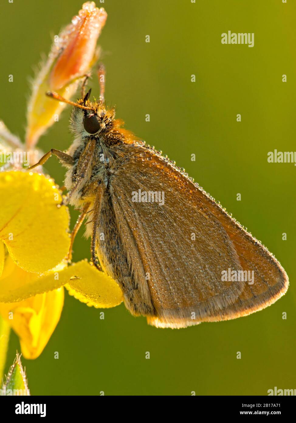 Essex skipper (Thymelicus lineolus, Thymelicus lineola), sits on a flower, Netherlands, Noord-Brabant Stock Photo
