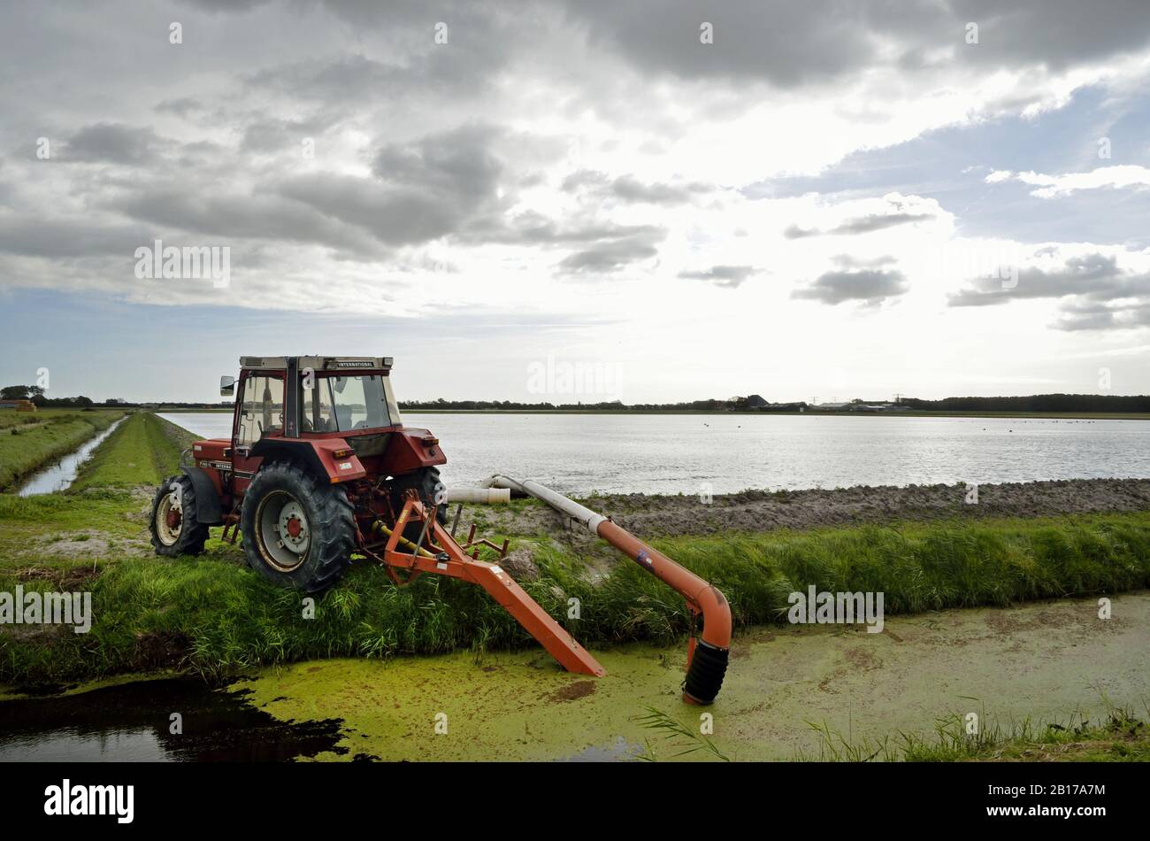 flooded bulb field, environmentally friendly method against pests, inundation, Netherlands, Northern Netherlands Stock Photo