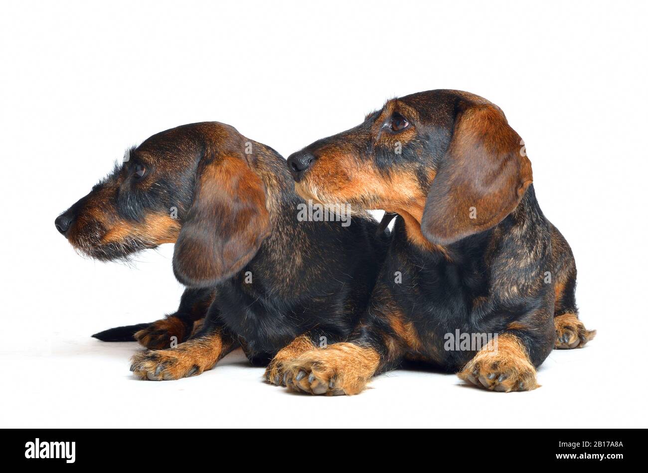 Wire-haired Dachshund, Wire-haired sausage dog, domestic dog (Canis lupus f. familiaris), lying side by side Stock Photo