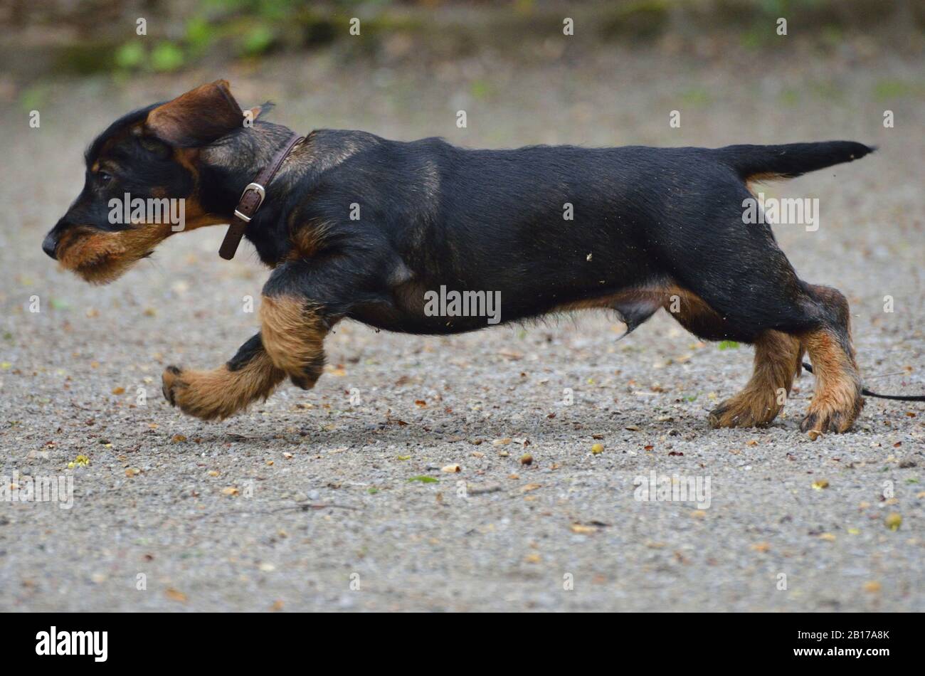 Dachshund Running Stock Photos Dachshund Running Stock Images