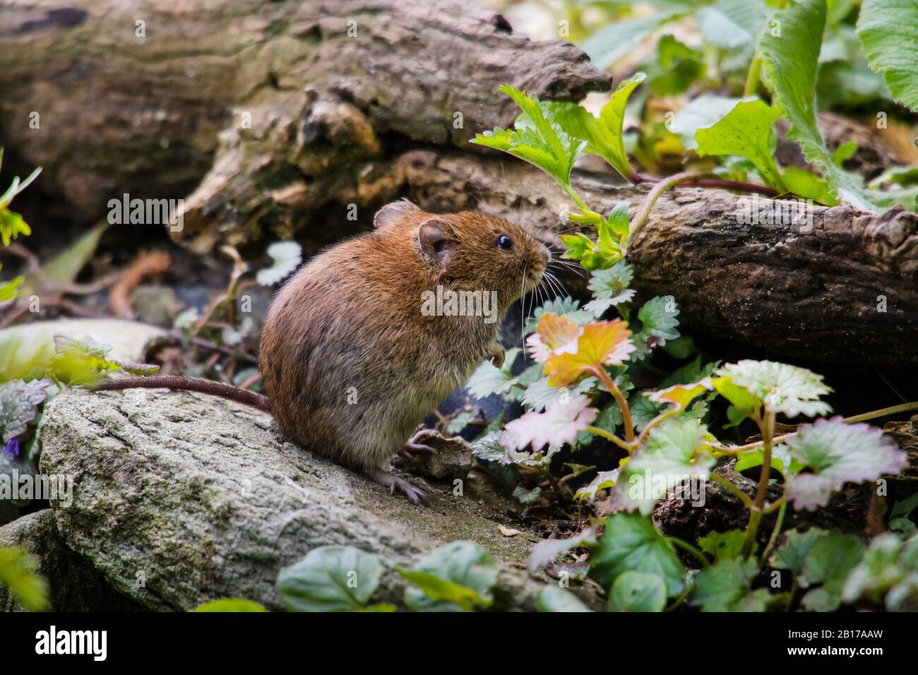 wood mouse, longtailed field mouse (Apodemus sylvaticus), foraging on
