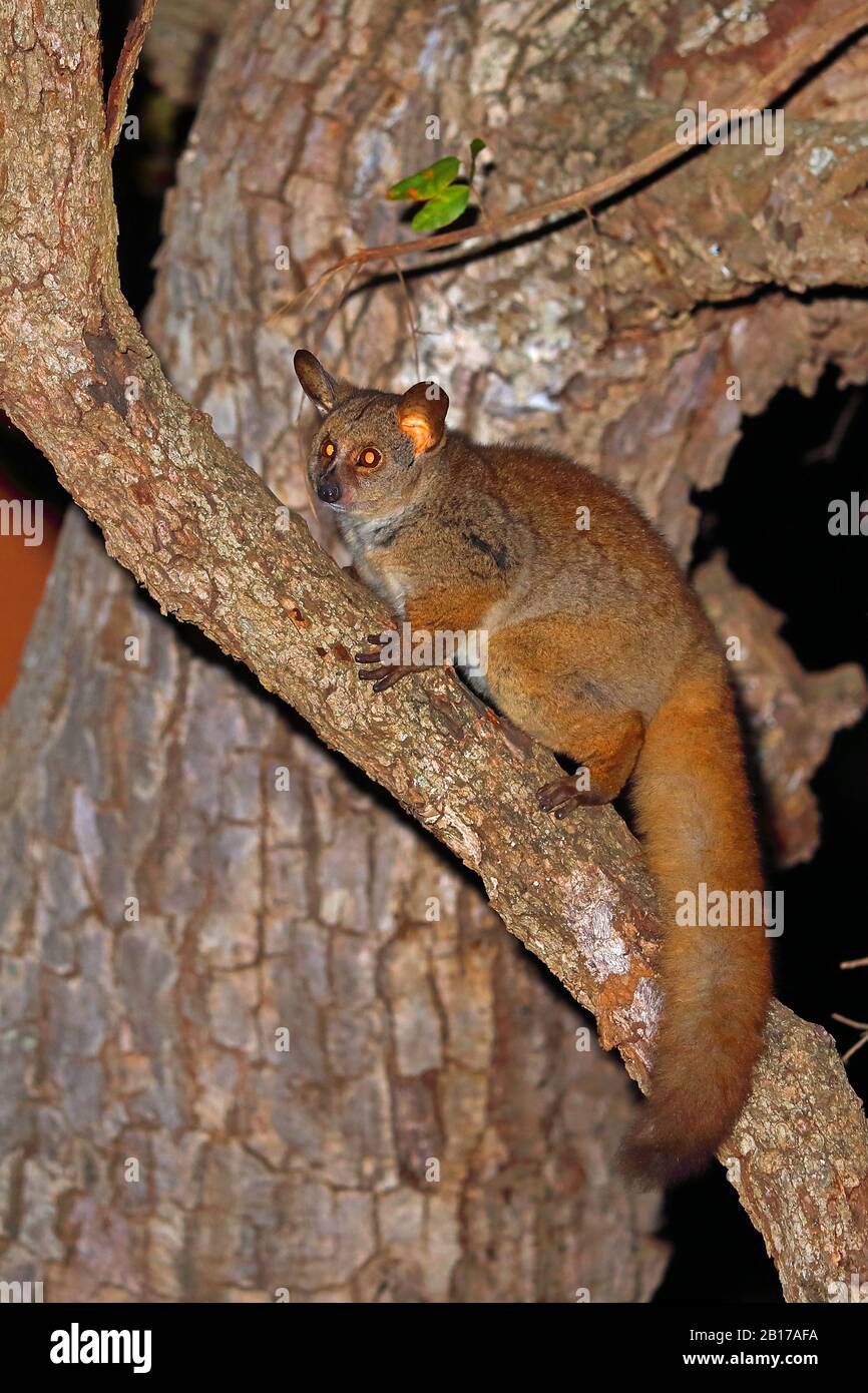 greater bush baby, greater galago, thick-tailed bush baby (Otolemur crassicaudatus, Galago crassicaudatus), sitting on a tree in the night, side view, South Africa, KwaZulu-Natal, Mkhuze Game Reserve Stock Photo