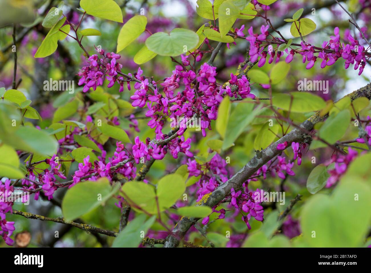 judas tree (Cercis siliquastrum), blooming, Germany Stock Photo