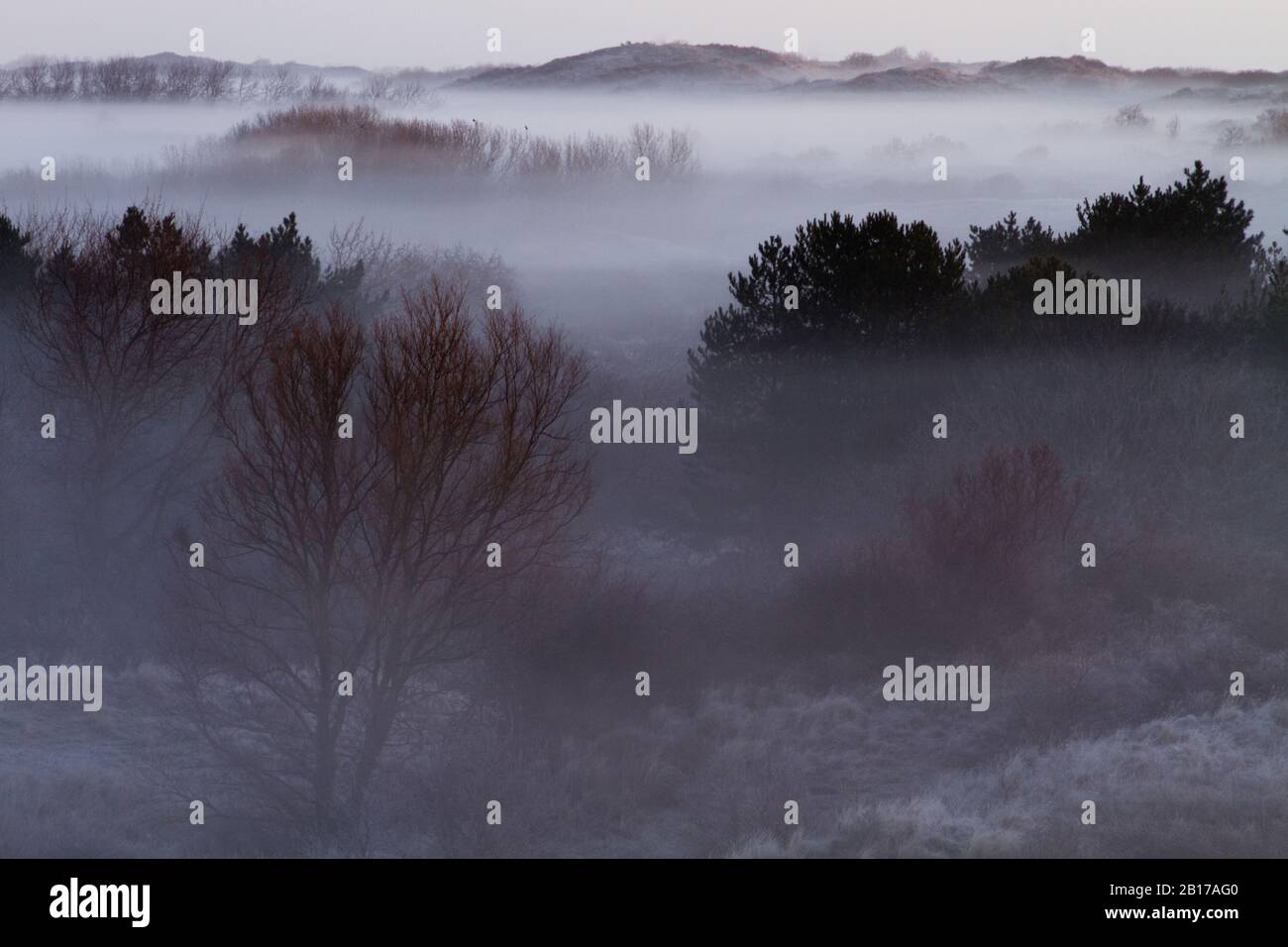 Berkheide dunal area with morning mist, Netherlands, Katwijk Stock Photo