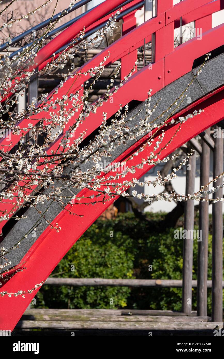 Kameido Tenjinsha Ume Festival Koto Ku Tokyo Japan Stock Photo Alamy kameido-tenjinsha-ume-festival-koto-ku-tokyo-japan-stock-photo-alamy