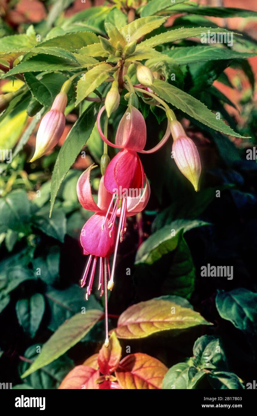 Fuchsia Waveney Surprise with flowers over edge of hanging basket  Pink flowers set against yellow-green foliage  Ideal for containers and borders Stock Photo