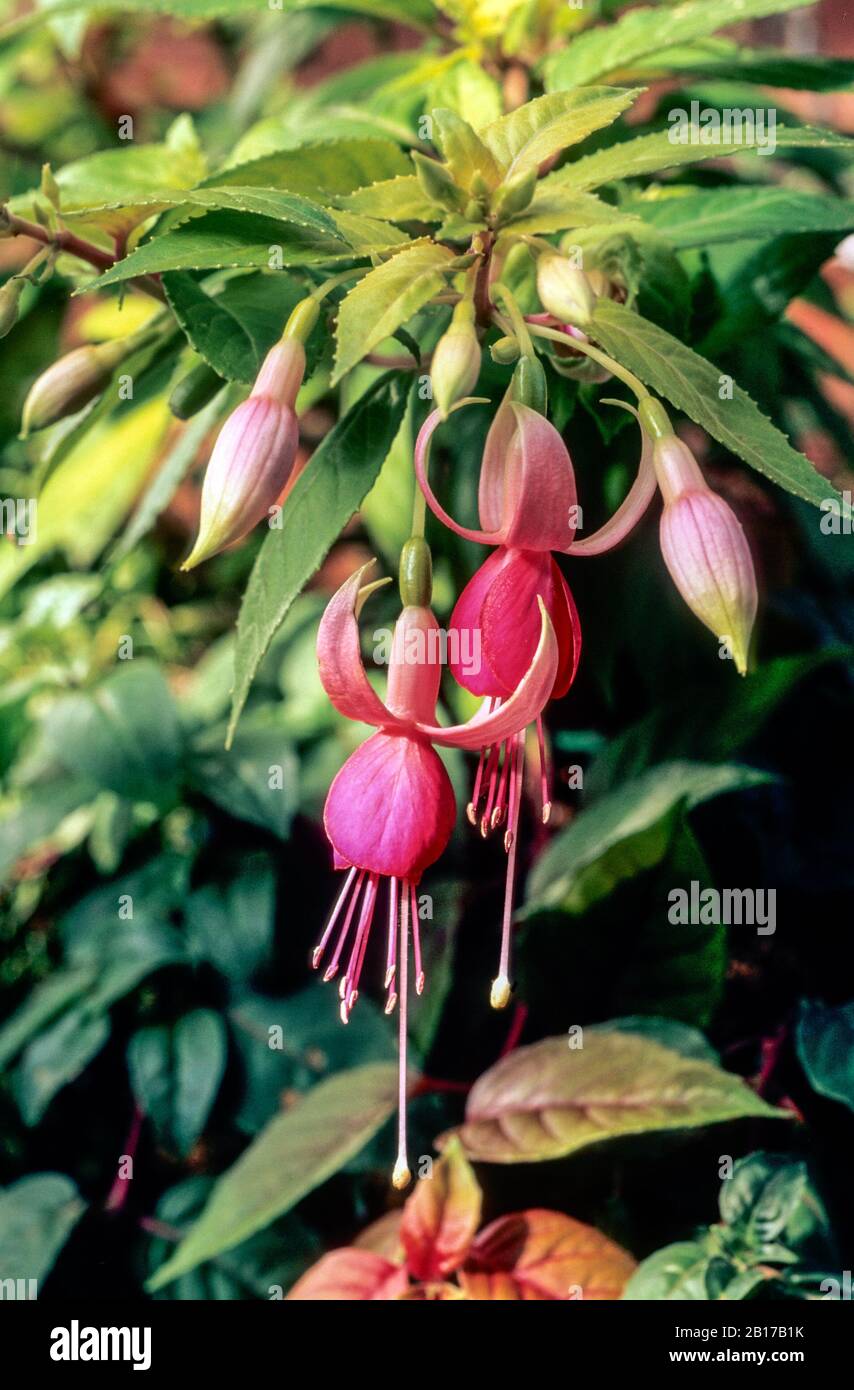 Fuchsia Waveney Surprise with flowers over edge of hanging basket  Pink flowers set against yellow-green foliage  Ideal for containers and borders Stock Photo