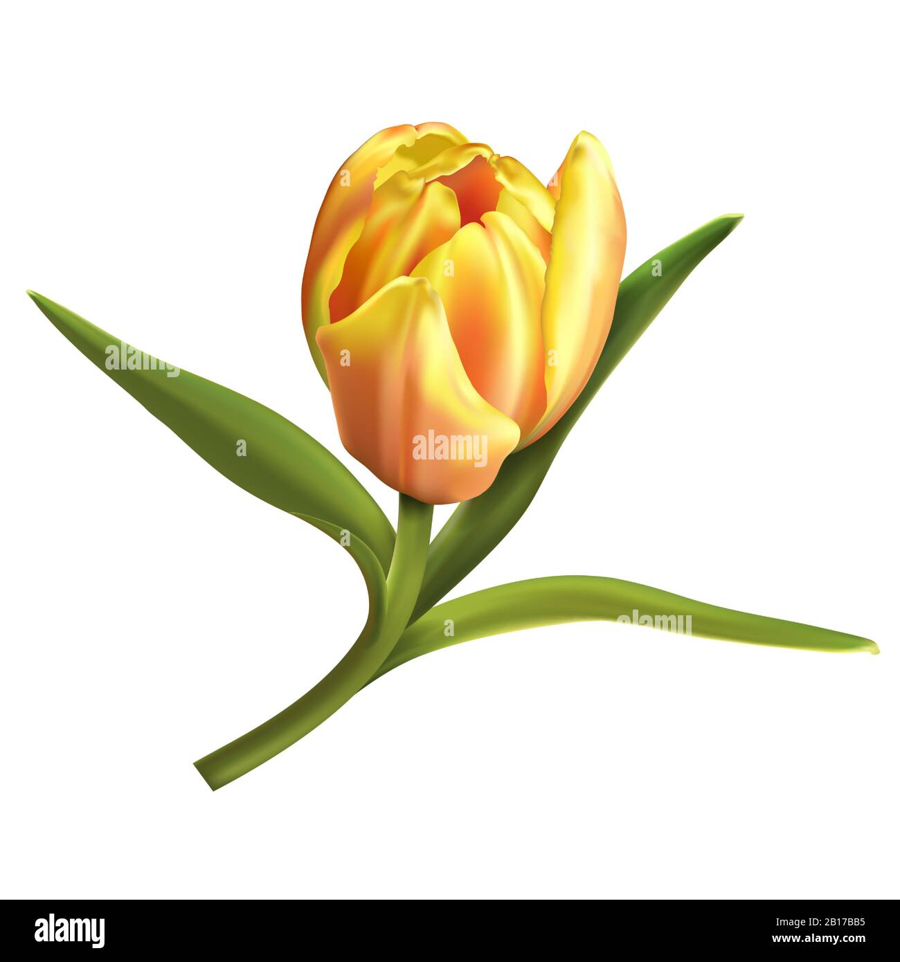 One colorful tulip isolated on white background Stock Vector Image ...