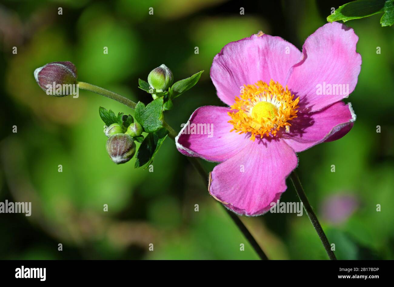 Japanese Anemone hupehensis in Spring at the Sasebo Japanese Garden in New Mexico. Stock Photo