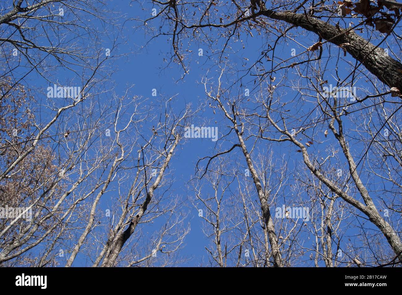 Bare trees against a bright blue sky with no clouds Stock Photo