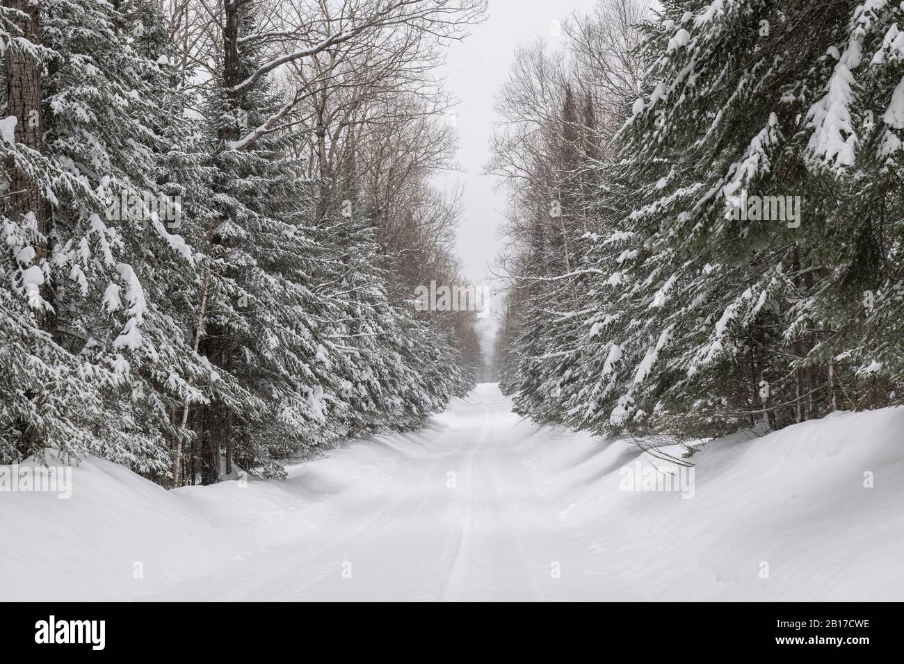 Gunflint Trail, Lake Superior Highlands, Minnesota, USA, by Dominique Braud/Dembinsky Photo Assoc Stock Photo