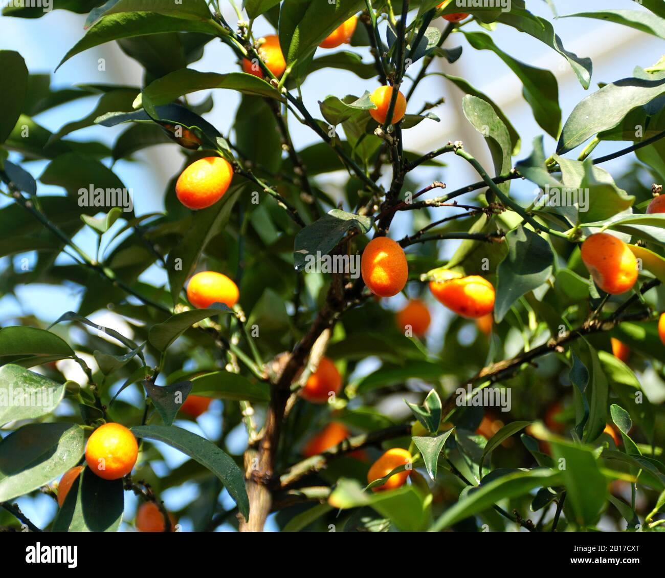 Hong kong kumquat hi-res stock photography and images - Alamy