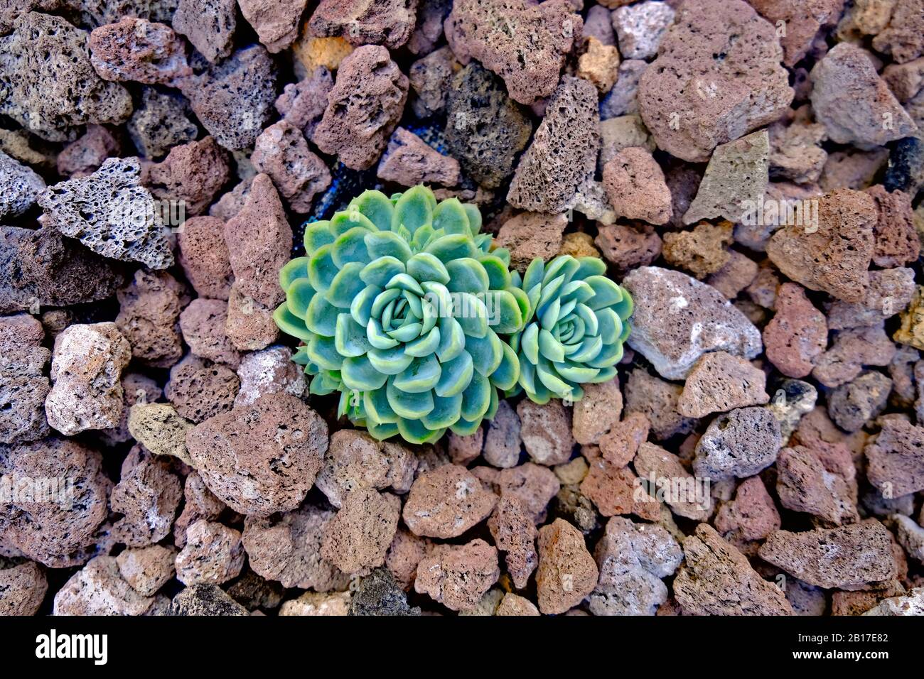 Two small succulent plants huddled together. Stock Photo