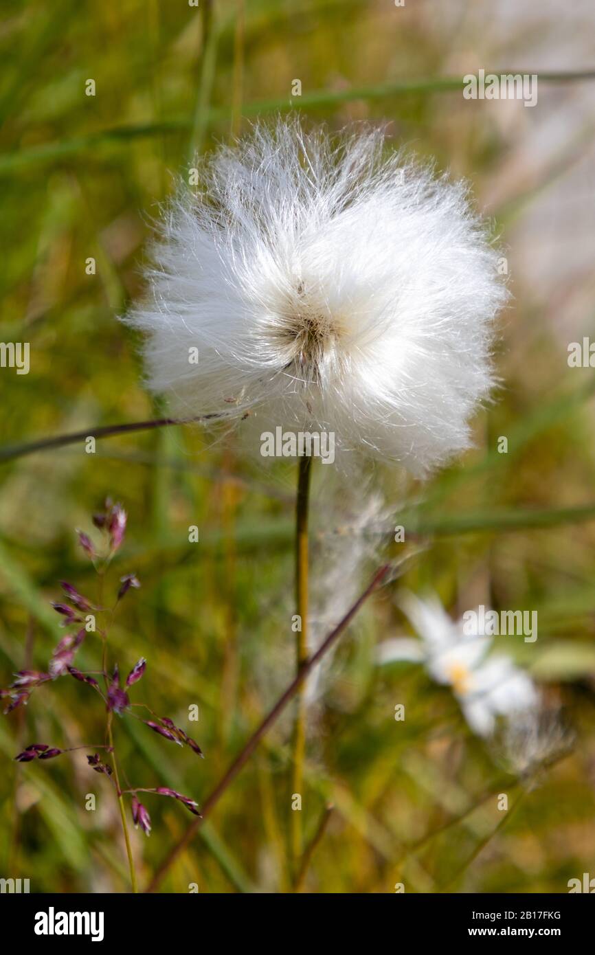 Wild arctic cotton flower growing in Greenland Stock Photo