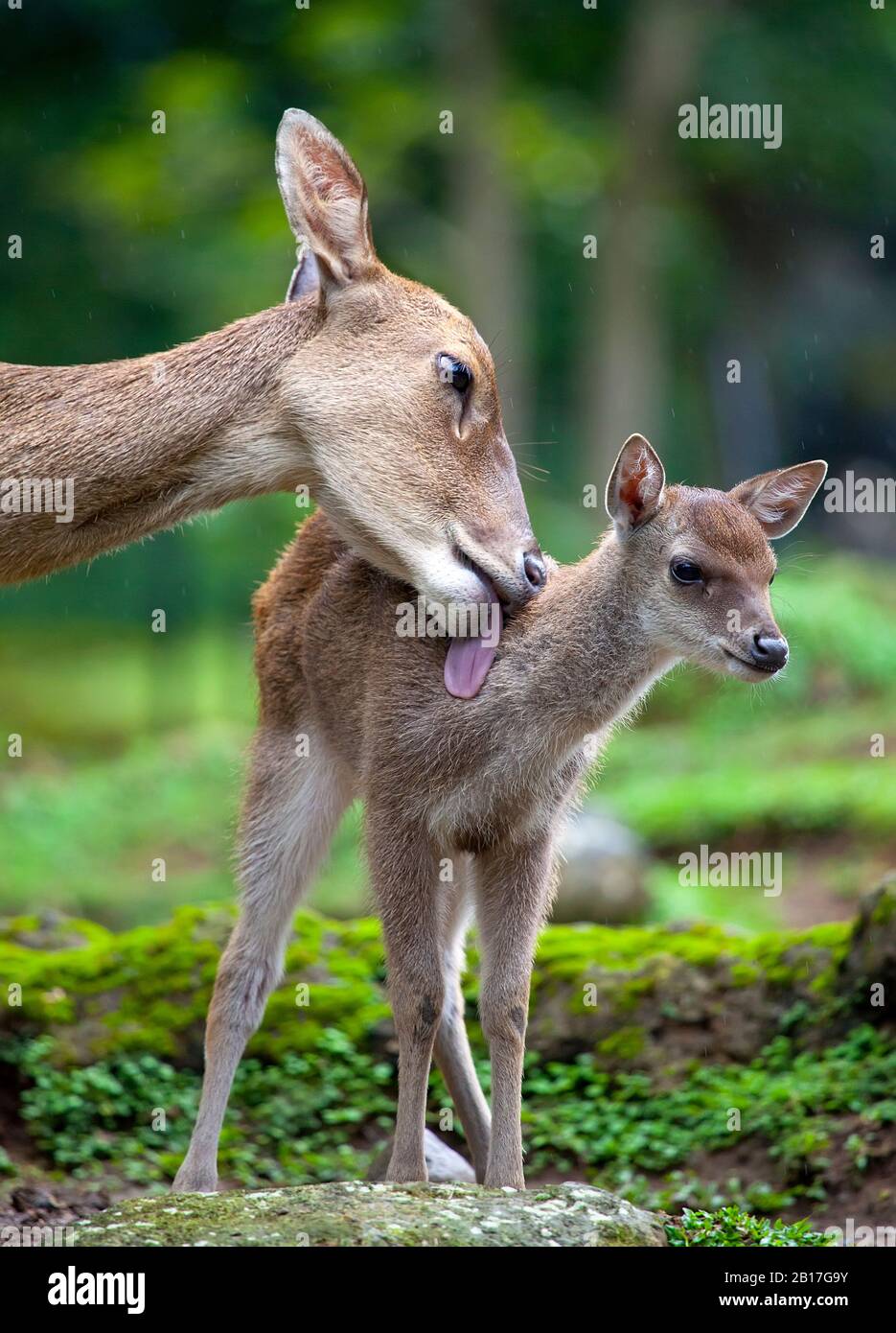 A Doe and fawn in the rain with the mother showing tender care for her baby. Stock Photo