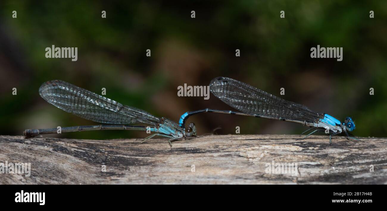 A mated pair of blue-fronted dancers (Argia apicalis) sit on an old log at David Crockett Birthplace State Park, Greene County, Tennessee Stock Photo