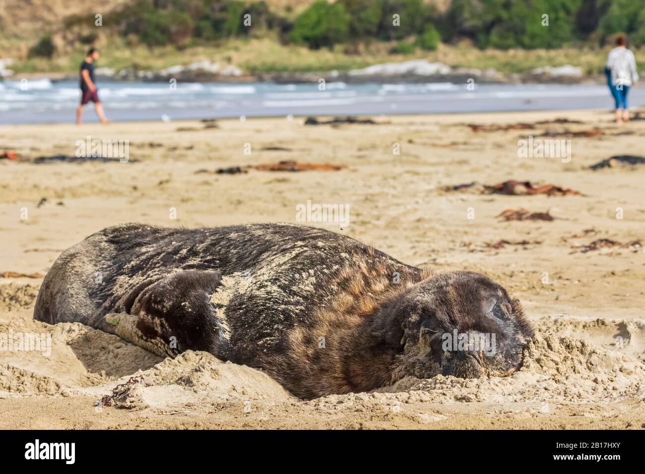 New Zealand, Oceania, South Island, Otago, Southeast, Catlins Coast, New Zealand Sea Lion (Phocarctos hookeri) lying in sand in Purakaunui Bay Stock Photo