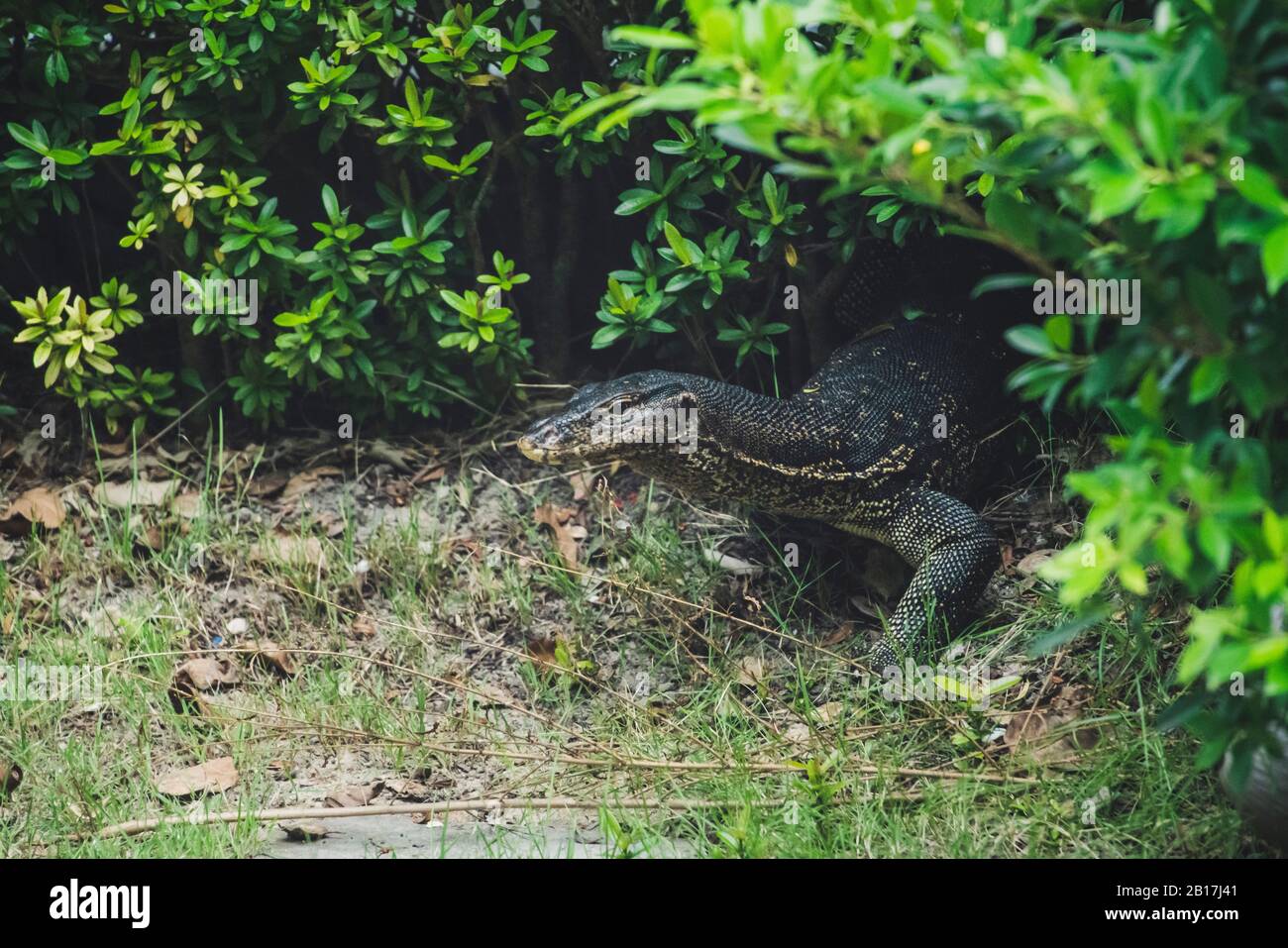 Monitor lizard in undergrowth, Koh Lanta, Thailand Stock Photo