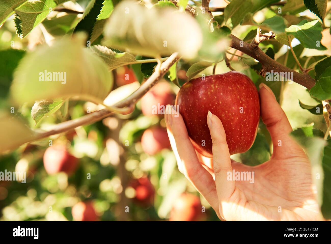 Hand plucking apple from a tree Stock Photo Alamy