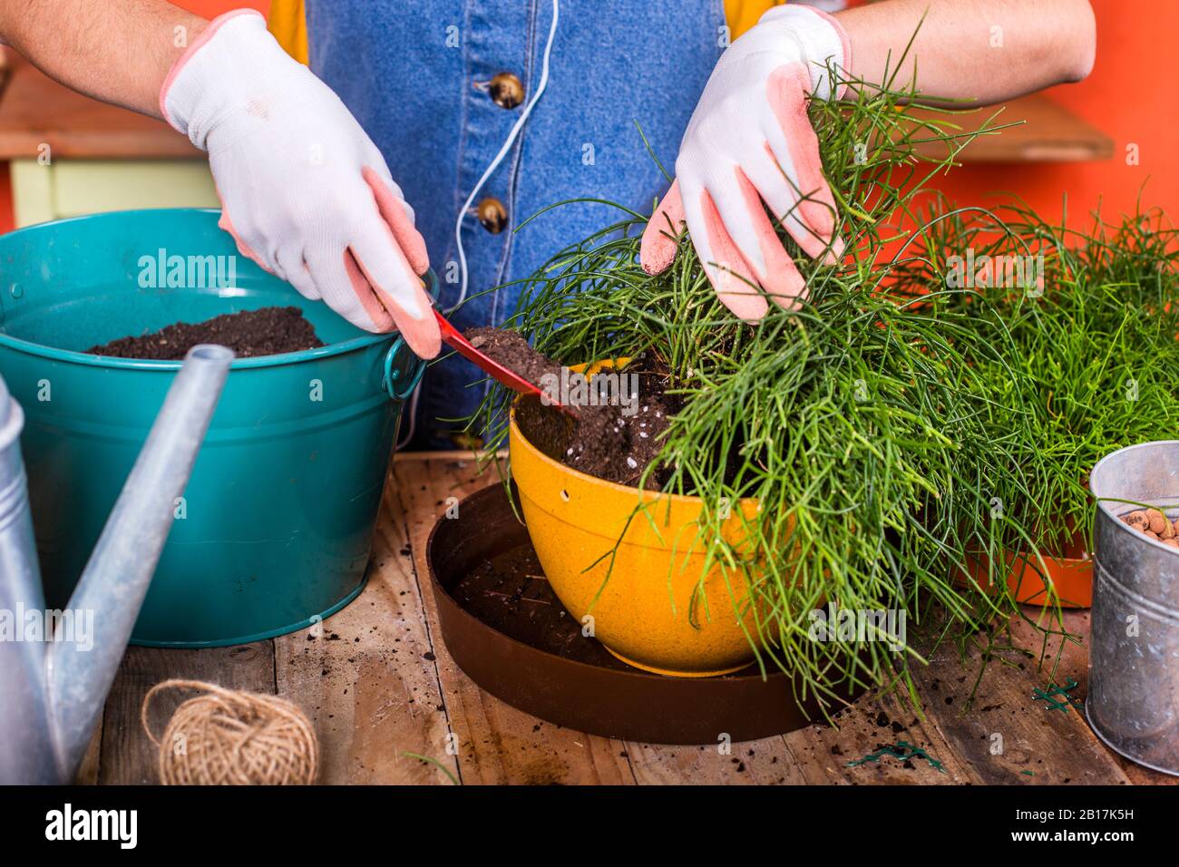 Close-up of woman repotting Rhipsalis on her terrace Stock Photo