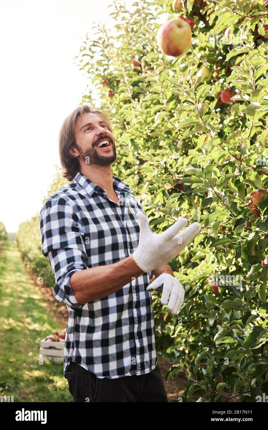 Happy fruit grower juggling with apples in orchard Stock Photo Alamy